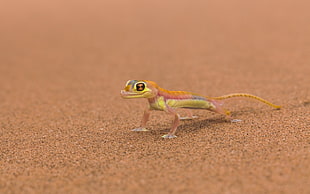 green, pink, and yellow gecko on top of sand